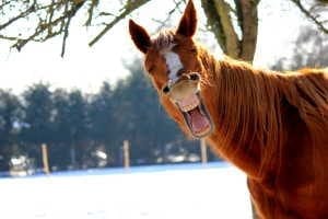 A funny smiling horse